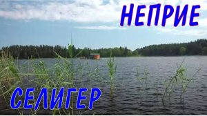 Селигер - жемчужина нашего ближнего Севера! Деревня Неприе. Июнь 2023 года.