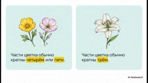 Биология 7 класс параграф 11 КЛАССИФИКАЦИЯ ПОКРЫТОСЕМЕННЫХ