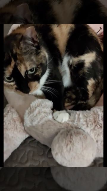 Место, где можно ничего не делать. ИНОГДА МЫ ВСЕ - просто котики.