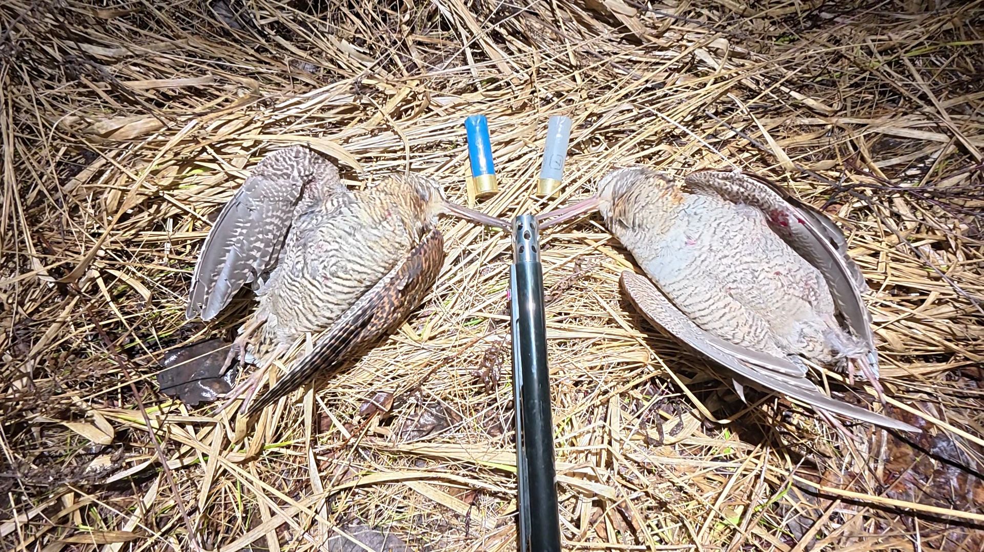 Два вальдшнепа с полуавтомата х3.