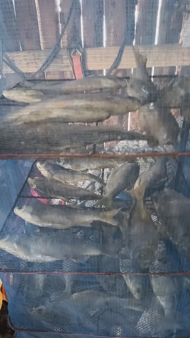 Сушим рыбку.