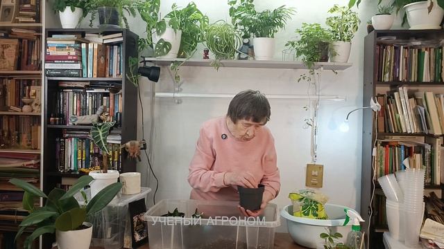 ТЕЩИН ЯЗЫК пересаживаем