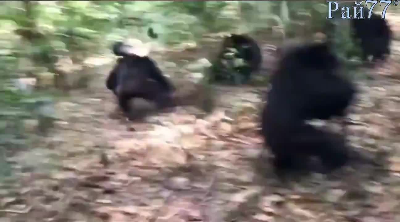 Гражданская война шимпанзе