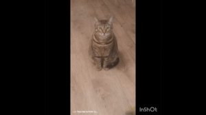 лень велосипед #кот