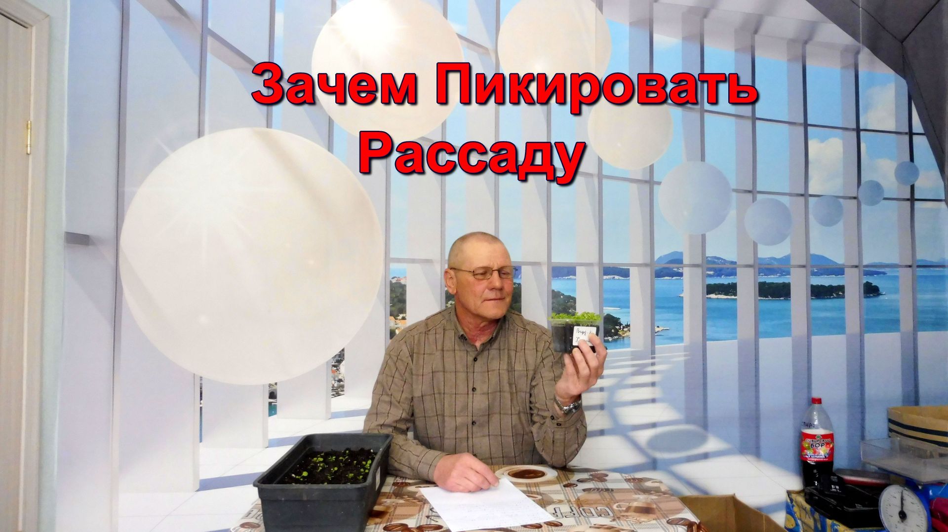 Зачем пикировать и как подготовить рассаду Табака к пикировке.