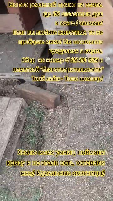 НАС107=106хвостиков  +1человек!