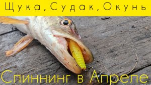 266-Спиннинг в Апреле.Щука,Судак,Окунь.(02.04.2026)
