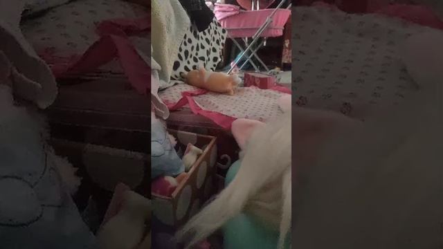 одеваемся на прогулку с лаки доги🐕🌱