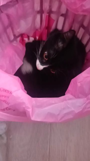 Федя и мусорное ведро😁