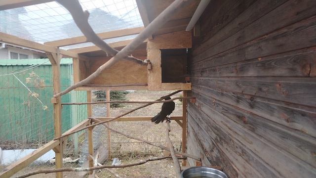 Ворон Гриша 11 апреля, с праздником