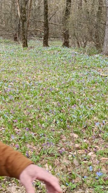 Лесная сказка.