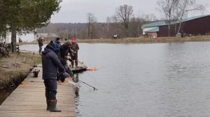 поимка форели на спиннинг