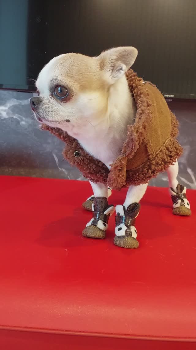 #ЧихуахуаРеди❤️МОДНЫЕ ТРЕНДЫ 2026