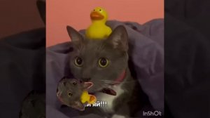 котинет эдит