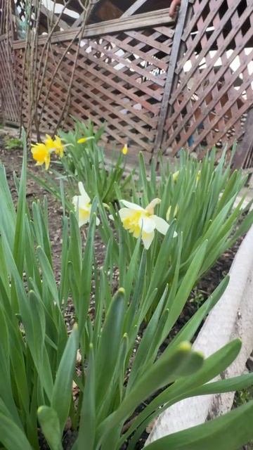 ДНР. Харцызск. Цветы у дома. 10.04.2026. Нарцисы. Эпизод 5