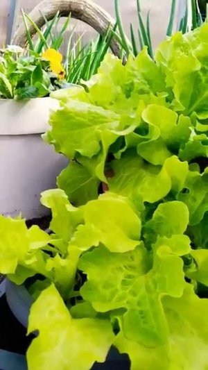 Смотрите какая зелень уже готова к сбору в апреле