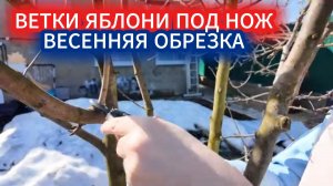 Весенняя обрезка яблони: какие ветки  идут под нож в первую очередь