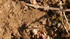 Как отличить мелиссу от мяты. Самый простой и верный способ