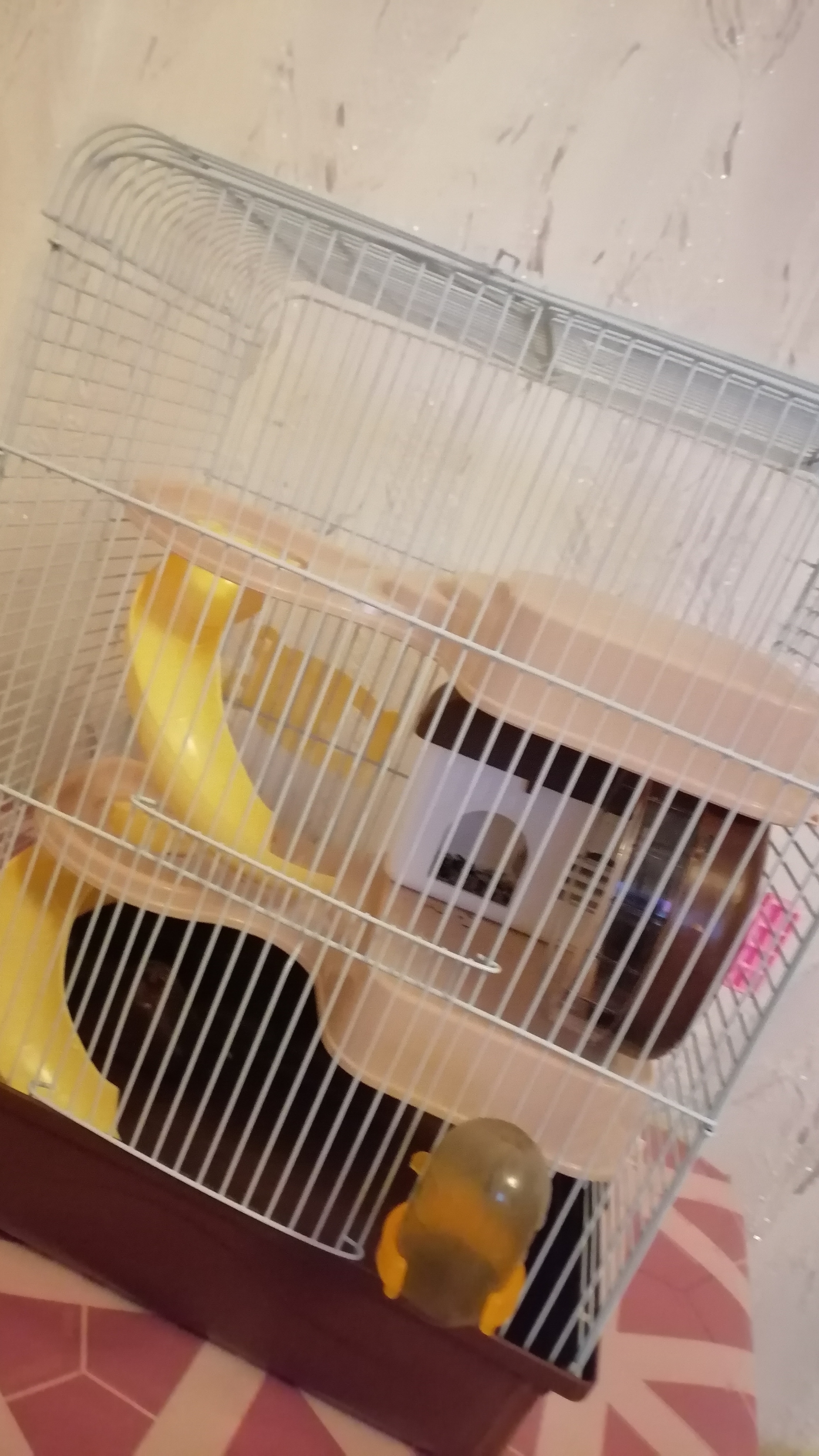 чтооооо дееееллаааааать! у хомяка нет еды