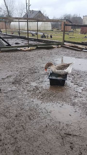 Гуси 🪿 купаются в любую погоду 🌧️
