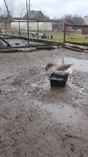 Гуси 🪿 купаются в любую погоду 🌧️