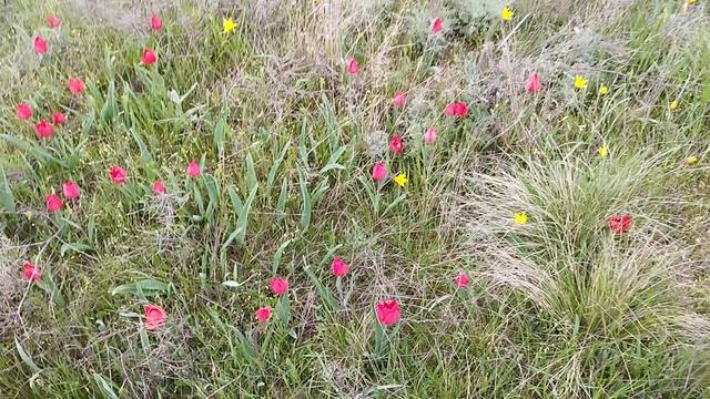 Дикие тюльпаны Калмыкия 11.04.2026