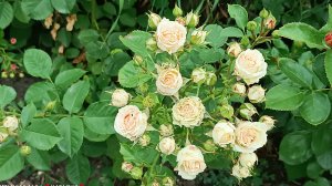 Обзор роз группы СПРЕЙ.