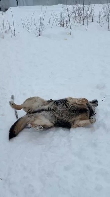 При минимуме информации максимум интереса