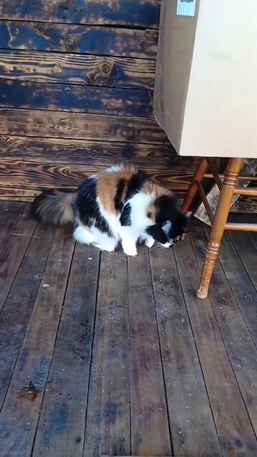 Кошка Нюша 🐱