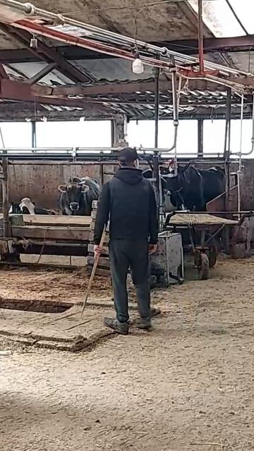 Реконструкция коровника