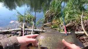 Крупный КАРАСЬ НА ПОПЛАВОК!! Рыбалка на ДИКОМ ОЗЕРЕ.