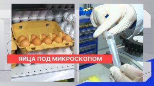 Две группы антибиотиков – кокцидиостатики и хинолоны – чаще всего обнаруживают в куриных яйцах