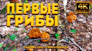 🍄 ГРИБНОЙ СЕЗОН ОТКРЫТ! 🌲 Первые Весенние Грибы 2026 - Строчки Гигантские И Сбор Березового Сока🍄