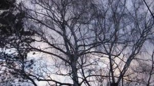 Симон Шурин — «Экклезиаст» (на стихи Наума Басовского). Философская лирика