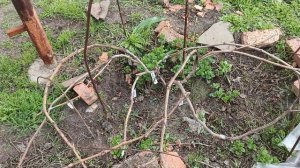 Начало сезона, вступление, и сразу заморозки, 10 апреля 2026 года.