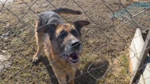 Скиф - Московская овчар-команда