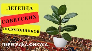 Пересадка фикуса, который рос в вермикулите целый год