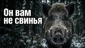 Кабан-секач. Зверь, которого боятся больше чем медведя