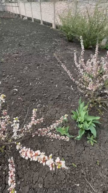 ДНР. Харцызск. Цветы у дома. 10.04.2026.  Войлочная вишня. Эпизод 6