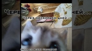 Шип, шип и ещё раз шип! Не удивляйтесь что много видео по поводу этой темы |Тёмная ночь кв|