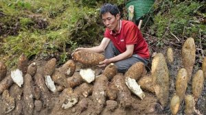 Я нашел огромный дикий батат в глухом лесу. Собираю урожай и иду на рынок продавать. Вьетнам