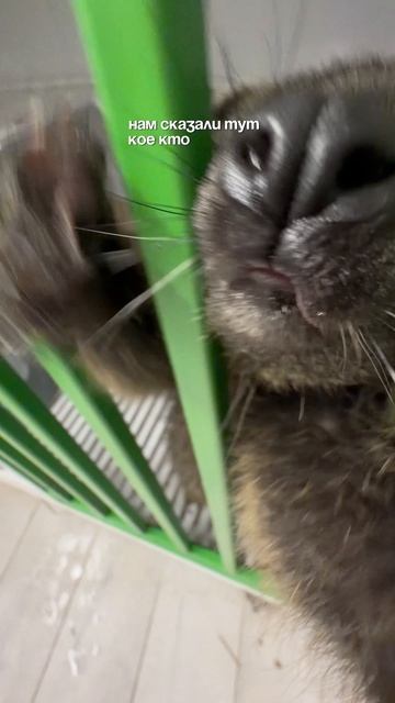 Идем в кафе с капибарами 🤍