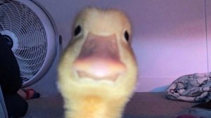 Моё первое видео