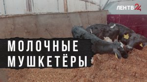 Тройное счастье коровы Невы: как подрастают телята из «Кобраловского»