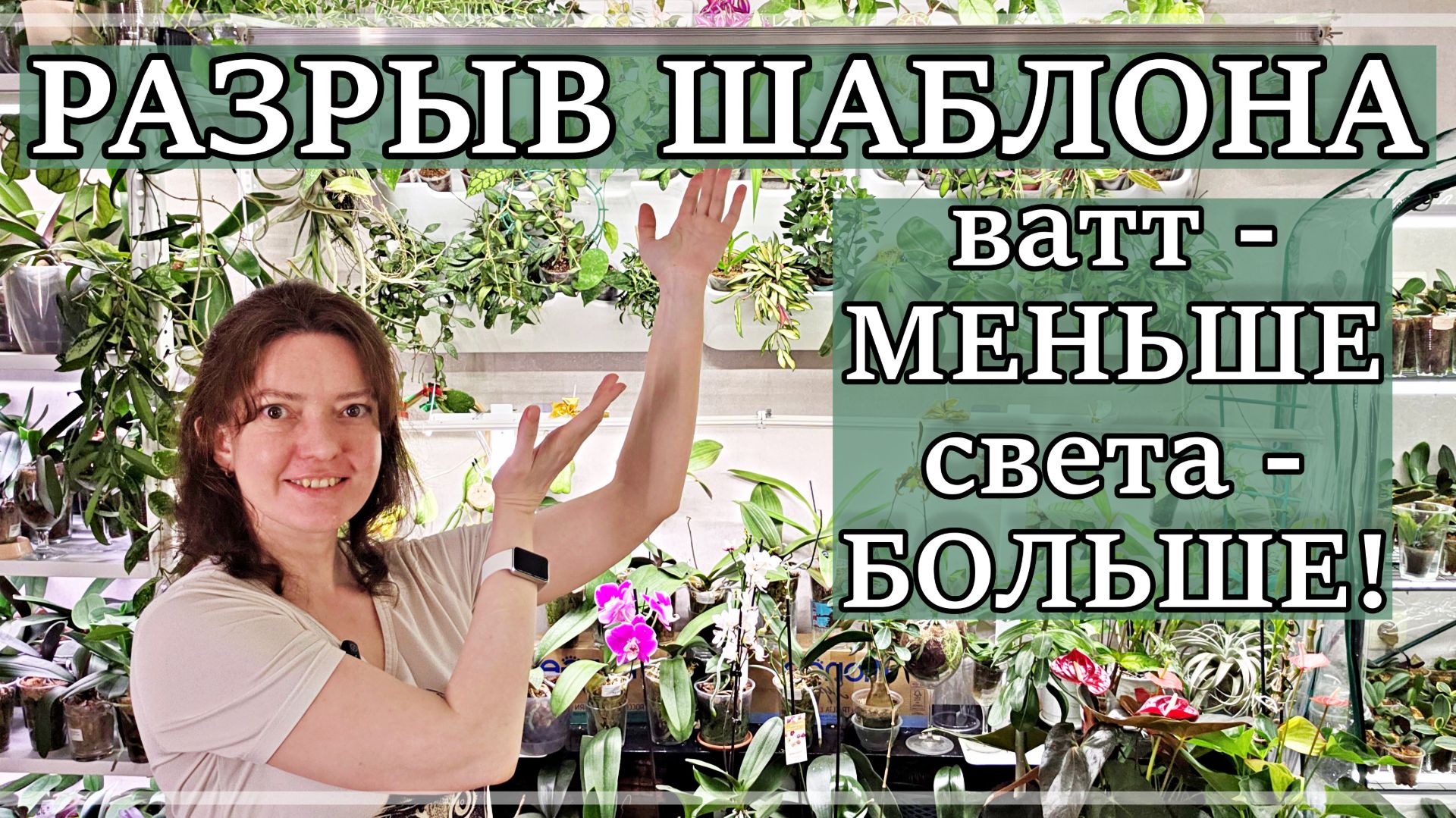 ПРАВИЛЬНЫЙ и ЭКОНОМИЧНЫЙ СВЕТ для ЭКЗОТИЧЕСКИХ ЦВЕТОВ. Хойи цветут БЕЗ ОСТАНОВКИ!