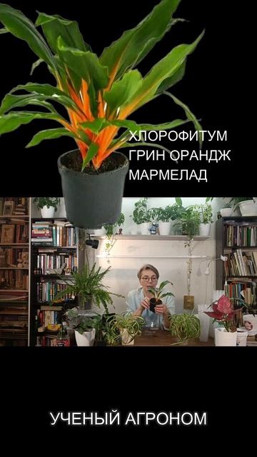 ХЛОРОФИТУМ ГРИН ОРАНДЖ МАРМЕЛАД. Да такое растение бывает