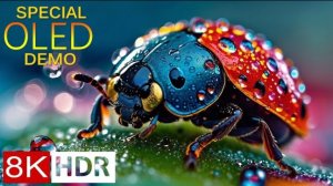 Микро мир 4K