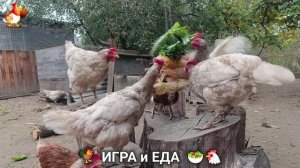 Кормление кур овощами и фруктами для зарядки и от скуки 🥗🐓🤗  (84)