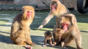 ЩЕЛКАЕТ ЗУБАМИ на малыша! Что задумала Зина? Кругами вокруг него ходит! Рите надо смотреть в оба!