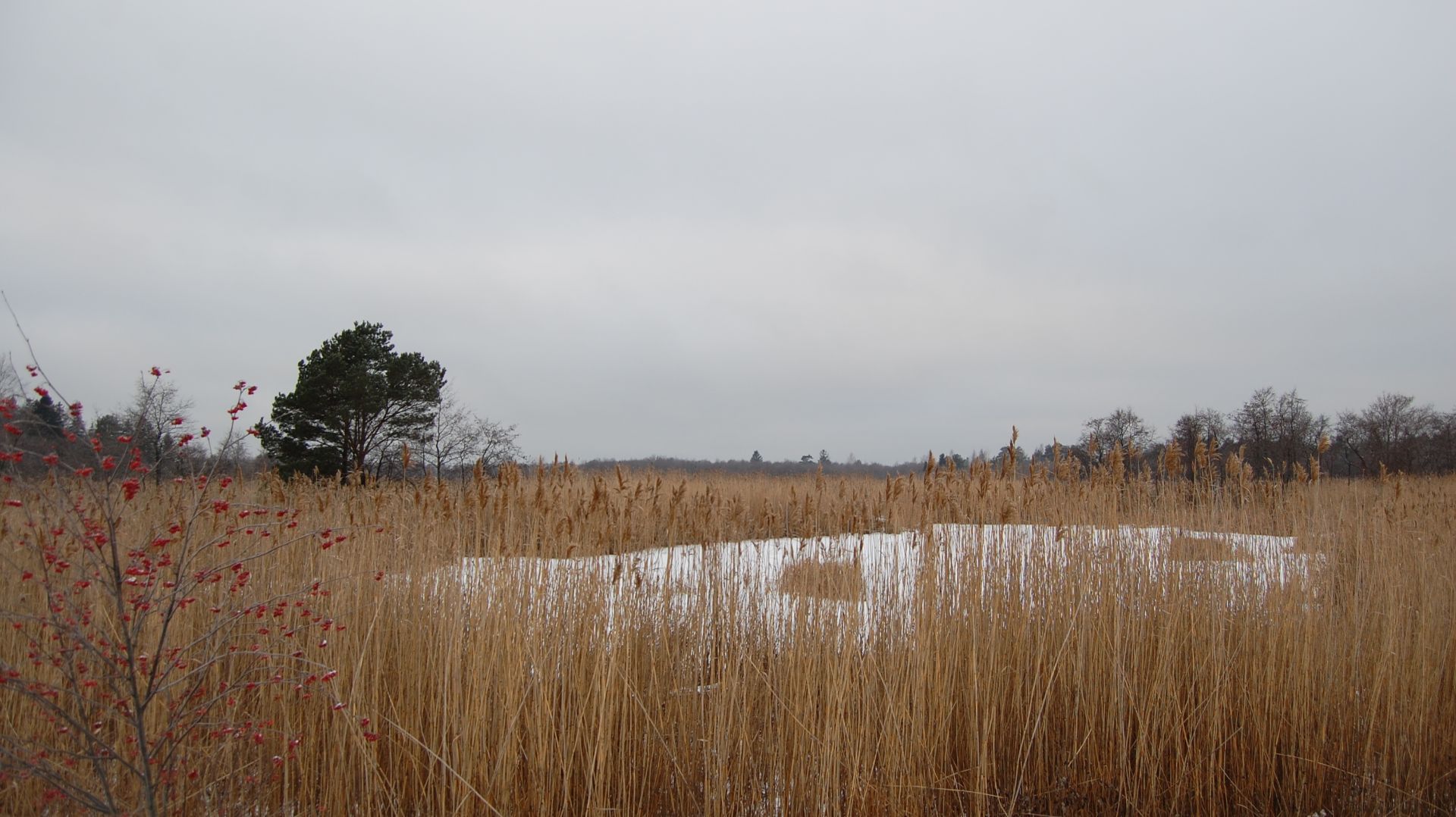 Игорь Стравинский - Scherzo a la russe для двух фортепьяно